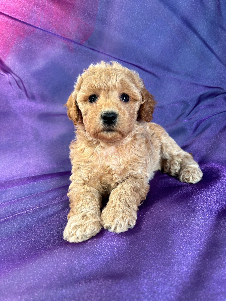 Female Mini Schnoodle Puppy for Sale DOB 10-21-2023 $1200